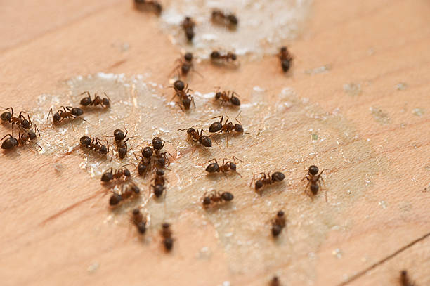 Best Pest Control Treatment  in Cambridge, MD